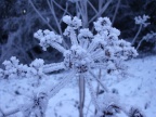 DSCF3082