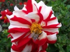 Cornwall 2011 068