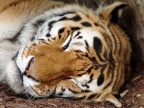 Sleeping Tiger, Toronto Zoo